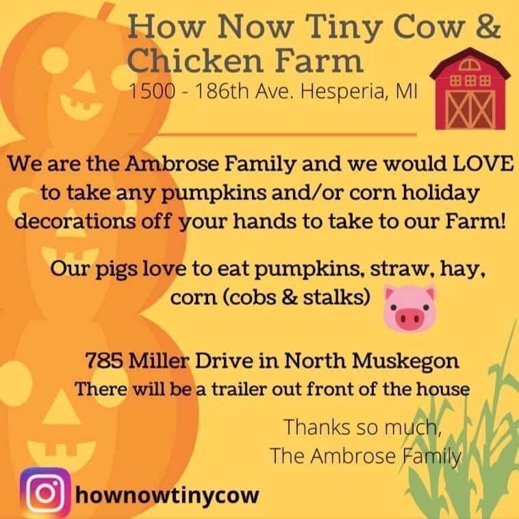 How Now Tiny Cow & Chicken Farm 1500 - 186th Ave. Hesperia, MI  We are the Ambrose Family and we would LOVE to take any pumpkins and/or corn holiday decorations off your hands to take to our Fam!  Our pigs love to eat pumpkins, straw, hay, corn (cobs & Stalks). 785 Miller Drive in North Muskegon There will be a trailer out front of the house Thanks so much, The Ambrose Family